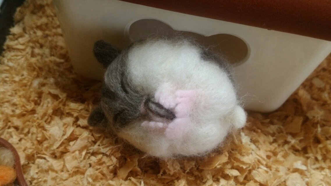 羊毛ハムスター＊ジャンガリアン＊お休み中