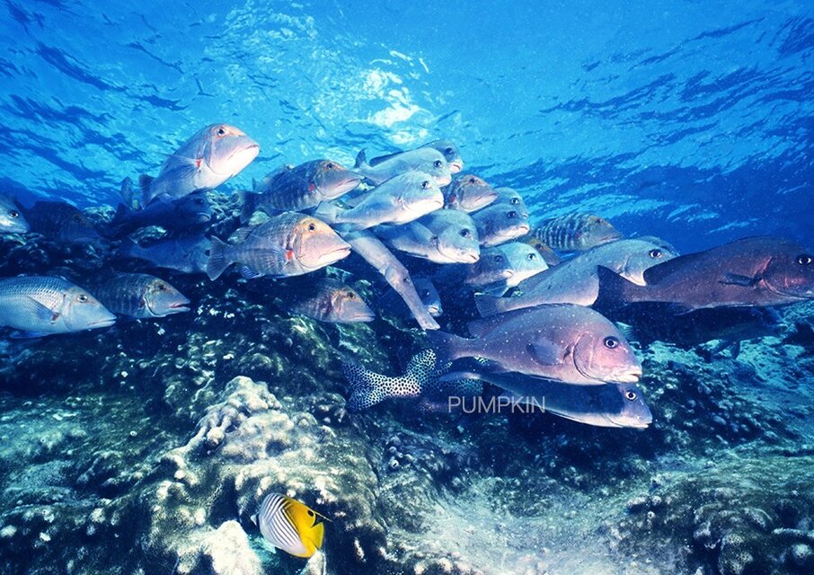 サンゴ礁の憩い PH-A4-070 グレートバリアリーフ 魚の群れ 憩い 碧い海 蒼 水面 光 透明 陽の光 | iichi  日々の暮らしを心地よくするハンドメイドやアンティークのマーケットプレイス