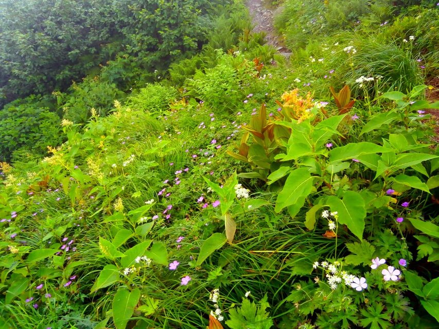 なつかしの山・思い出の花シリーズ」霞沢岳・ハクサンフウロ | iichi