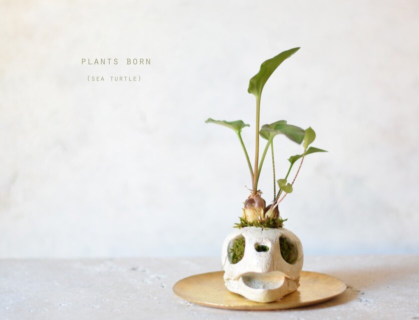 plants born （sea turtle) マクラータ