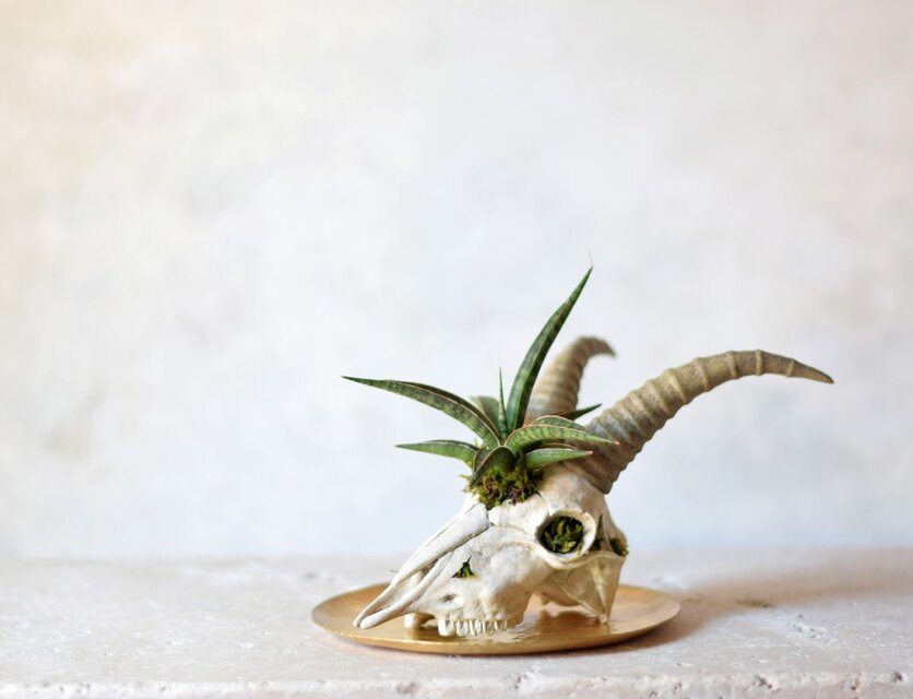 plants born （goat)サンセベリア・シルバーニンファ