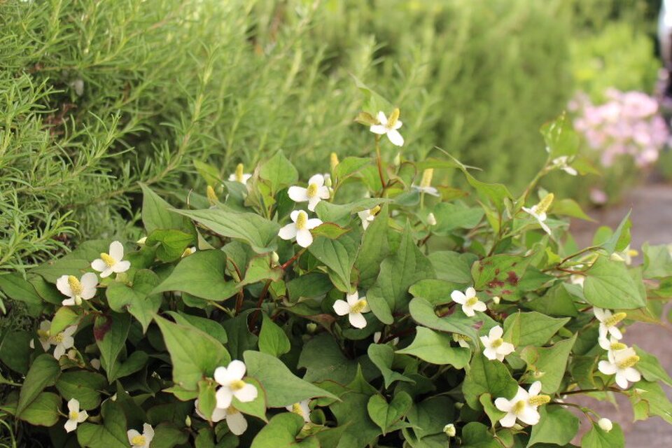 ＜natsuno_nさま＞　ご依頼品ヤクストール