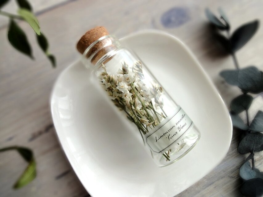 植物標本　Botanical Collection ■ No.2　スターチス　キノブラン