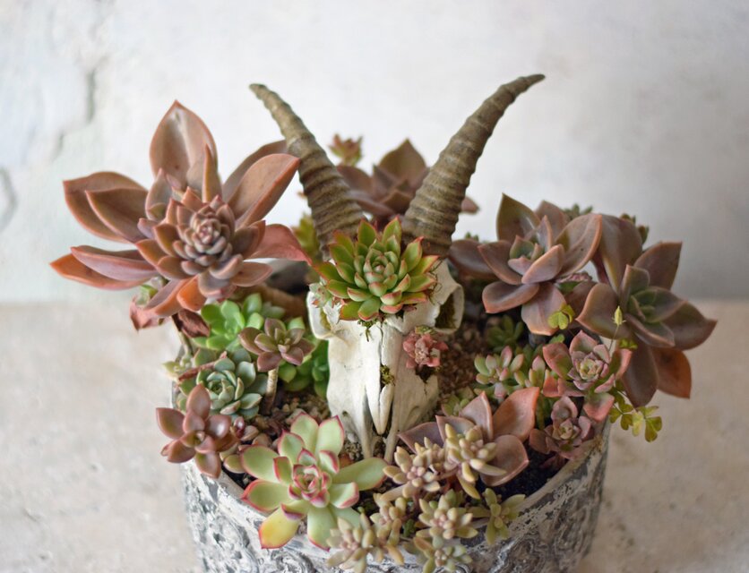 plants born （goat) 多肉の庭