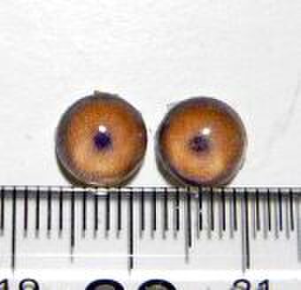 にゃんこのおめめ○半球グラスアイ○猫目○8mm○08070