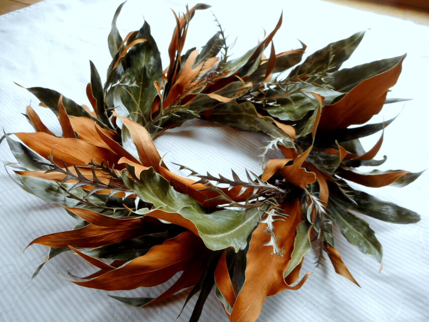 グレビレア・ゴールド　径35ｾﾝﾁ