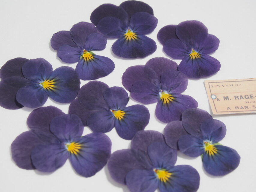 押し花 ビオラ すみれのような紫 素材 花材 キャンドル ハーバリウム