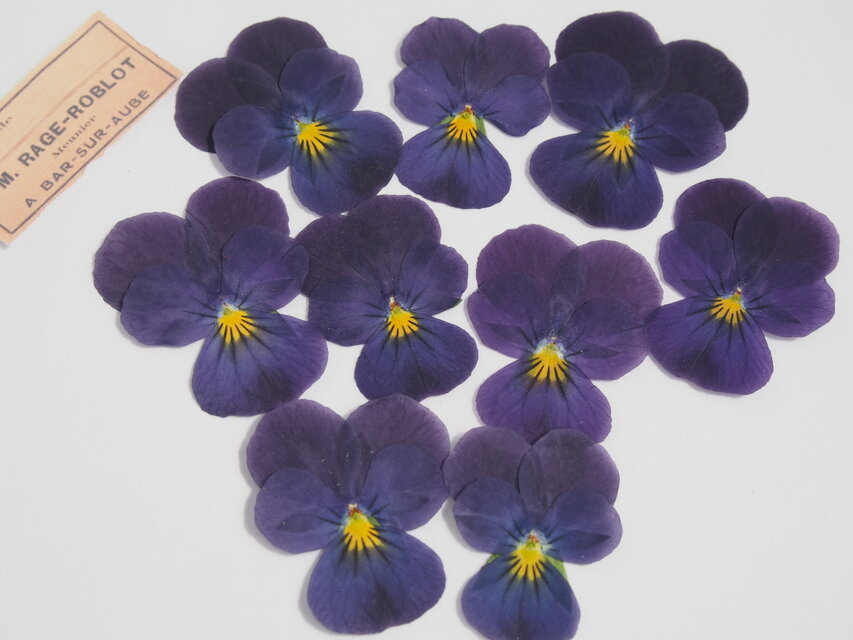 押し花 ビオラ すみれのような紫 素材 花材 キャンドル ハーバリウム