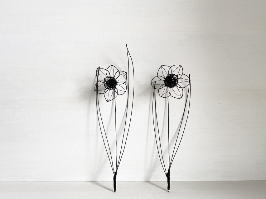 水仙(黒) 葉の長いタイプ