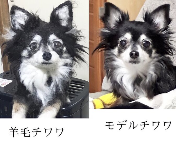 羊毛フェルト ふじっぴー様確認用 チワプー 犬 ハンドメイド オーダー 