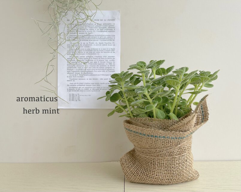 再販人気！　7/25再入荷しました！　アロマティカス　多肉植物　ミントの香りが凄いです♬