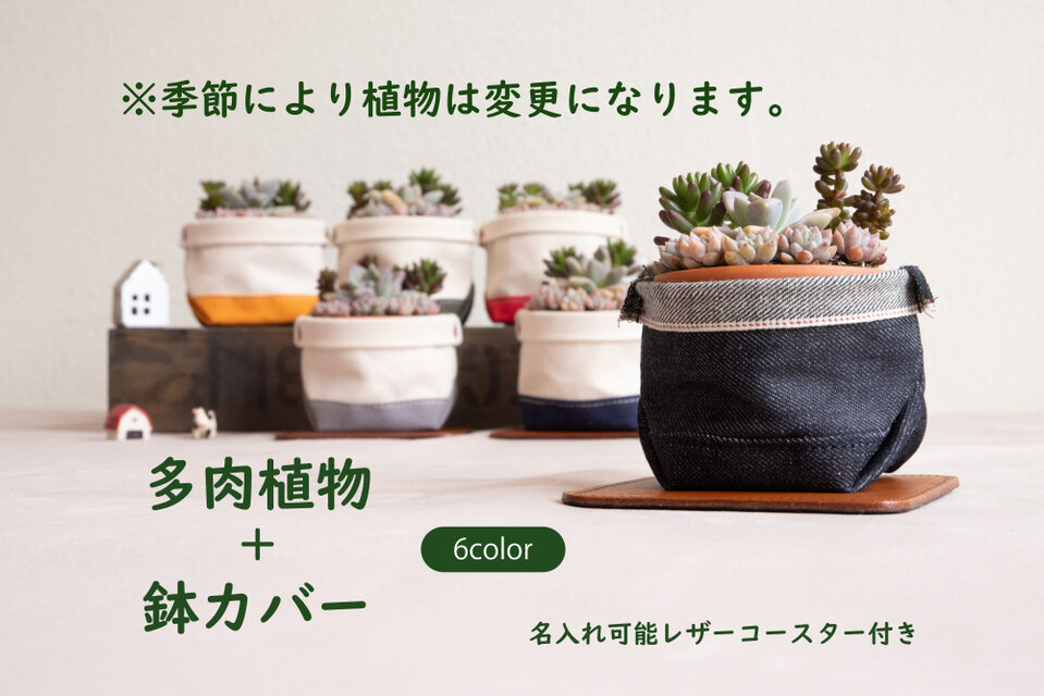 多肉植物寄せ植えと鉢カバーとレザーコースターの3点セット