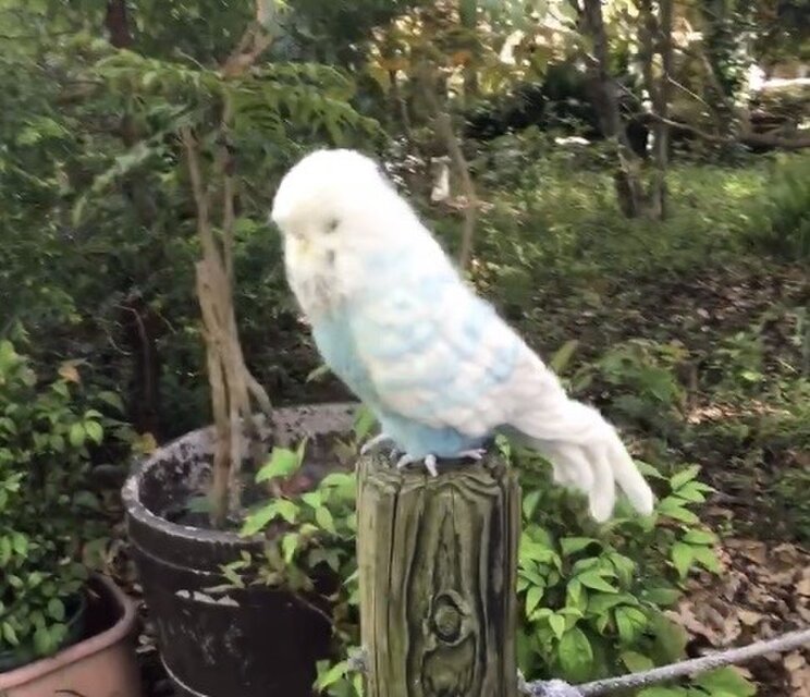 受注制作⭐︎羊毛フェルトのジャンボセキセイインコ オーダーメイド