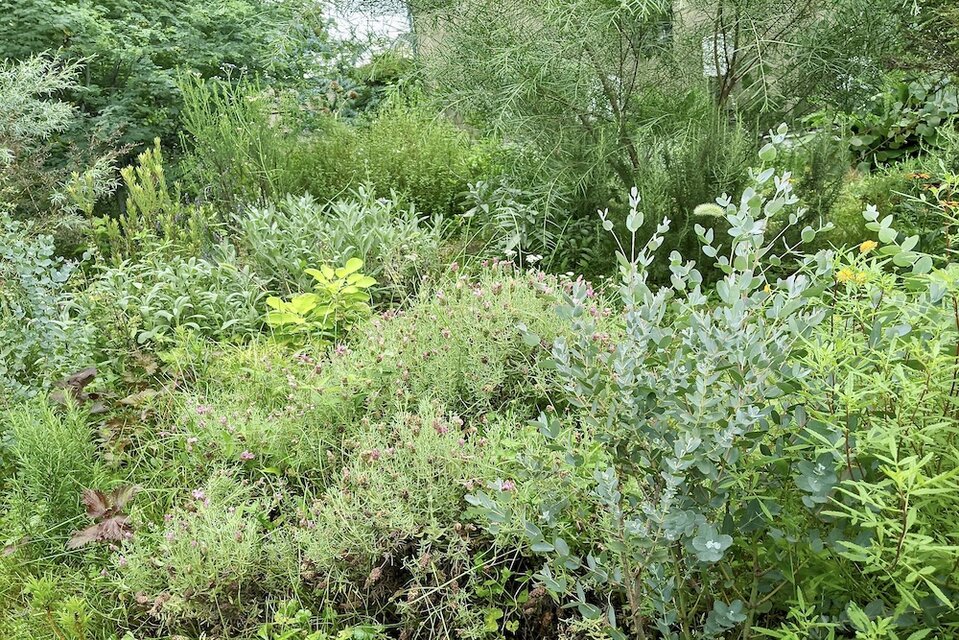 枝垂れを楽しむスワッグ　スワッグ　リース　ユーカリ　スモークツリー ユーカリとスモークツリーのスワッグ⤵️在庫整理価格 スワッグ