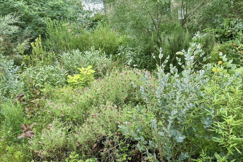 ユーカリとケイトウの大きなグリーンのドライフラワーリース | iichi