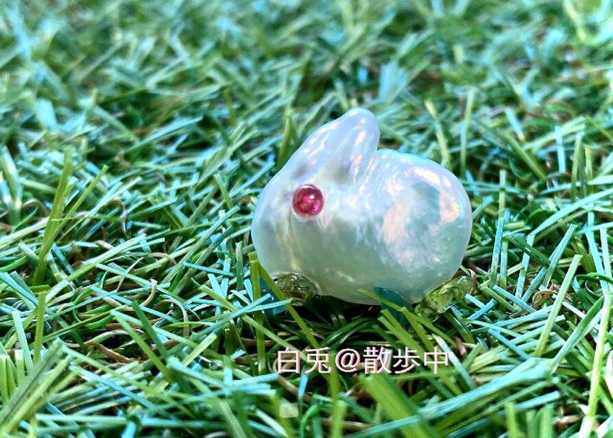 白兎＠散歩中（ハクト）