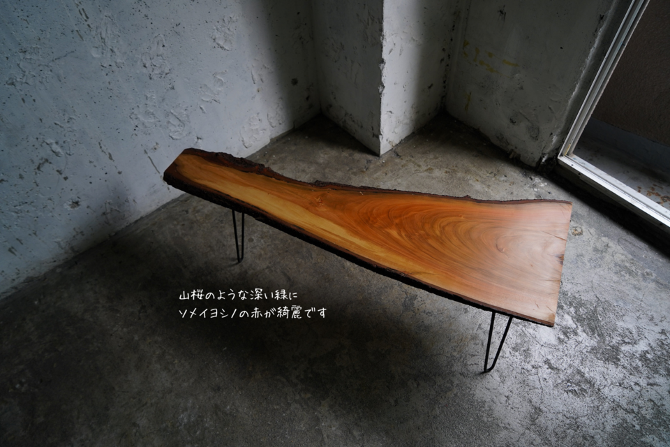 ソメイヨシノの一枚板テーブルソメイヨシノ