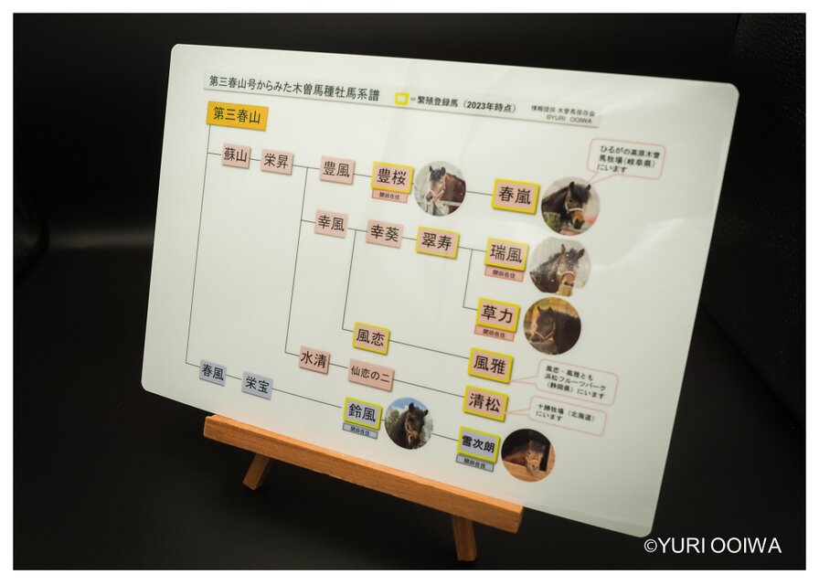 木曽馬種牡馬　下敷き