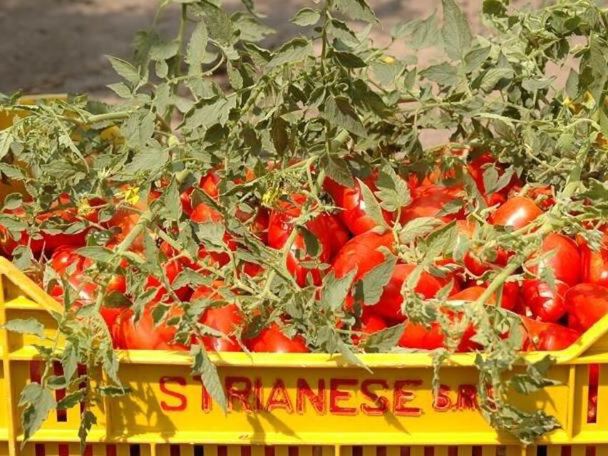 ストリアネーゼ　有機トマト缶（ダイス）　iichi　400ｇ　日々の暮らしを心地よくするハンドメイドやアンティークのマーケットプレイス