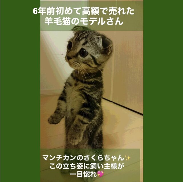 ハンドメイド羊毛フェルト☆ マンチカンの子猫