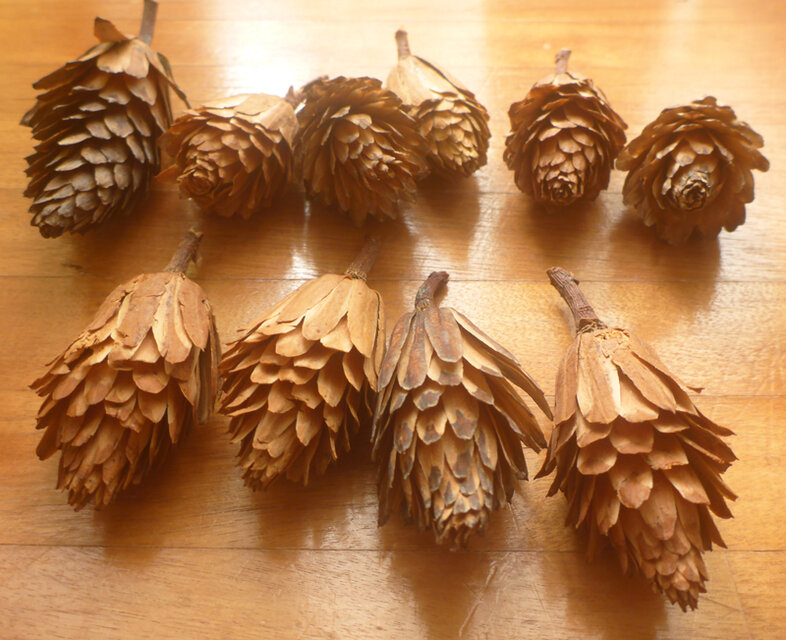 ユリノキの実　10個