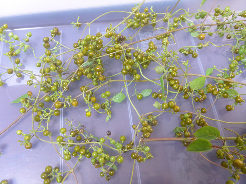 2024年収穫　ヘクソカズラの実　20g