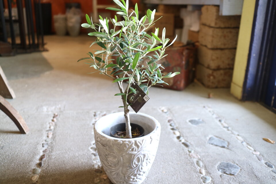 再入荷＜SOUJU> ちっちゃなオリーブの木 ＜ ネバディロブランコ＞と