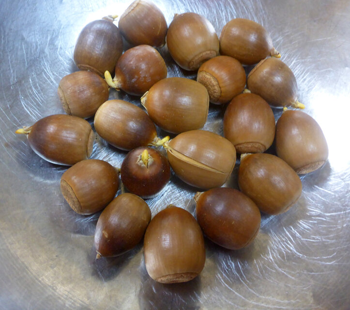 発根ドングリ　アベマキ　計20個