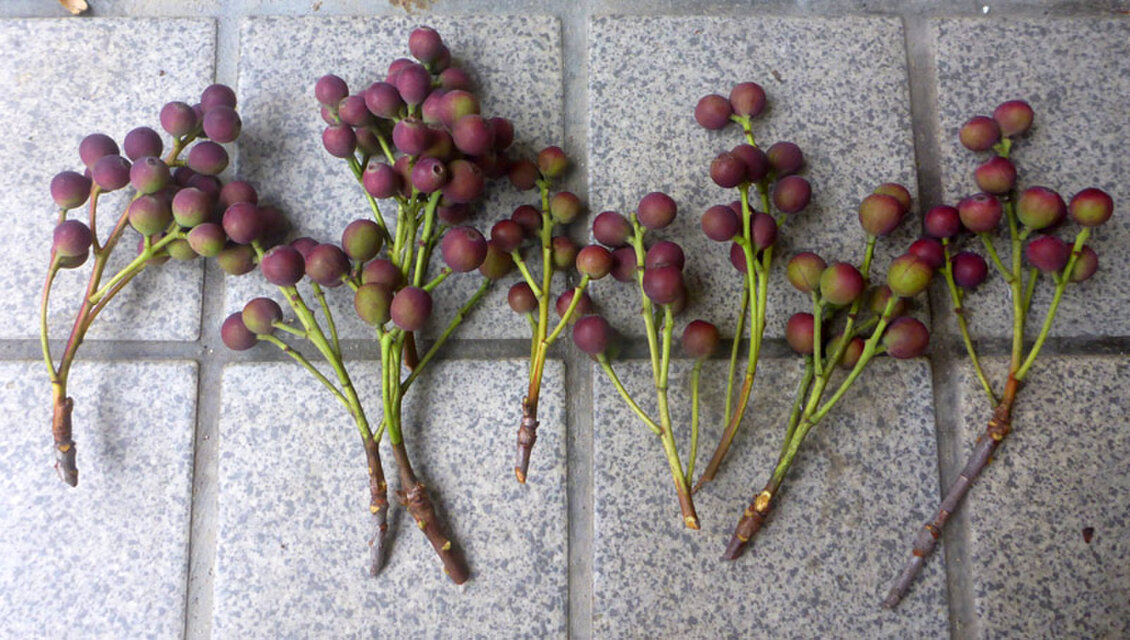 2025年収穫分】シャリンバイの実（青、赤） 10本 | iichi 日々の暮らし