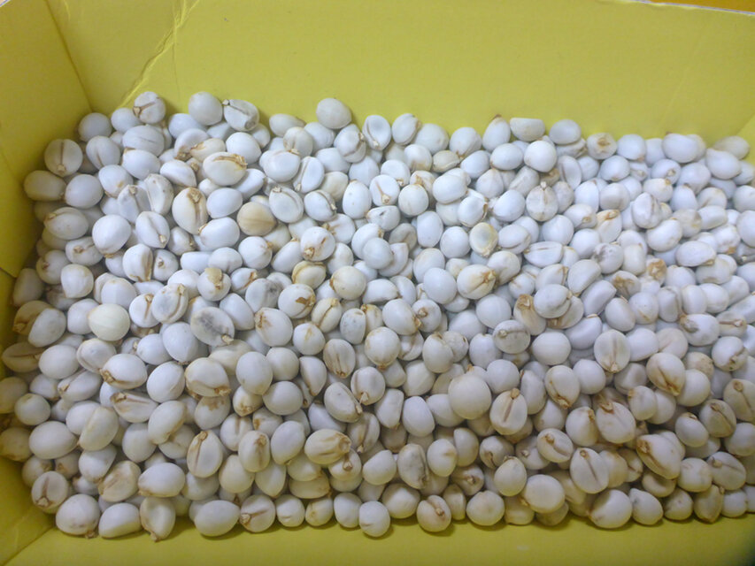 【2024年10月収穫】ナンキンハゼの実（バラ200個）