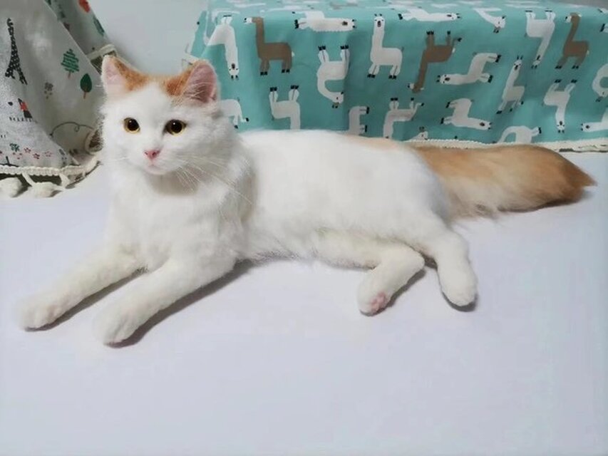 【オーダーメイド ペット】 ペット ぬいぐるみ オーダー 亡くなったペット ぬいぐるみ うちの子、ペット似顔絵、犬 猫 人形