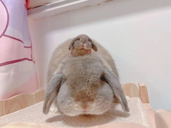 うさぎの遺影代わりに 羊毛フェルト｜メモリアルドール オーダー