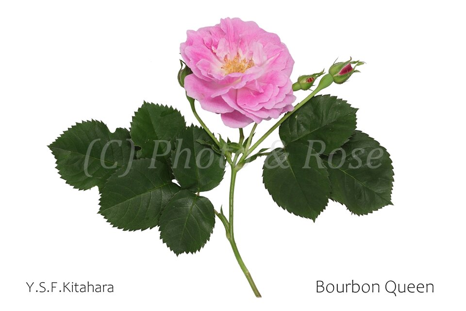 バラのポストカード　ブルボン・クイーン