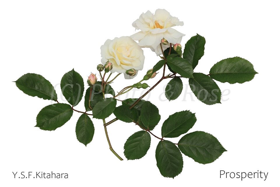 バラのポストカード　プロスペリティ