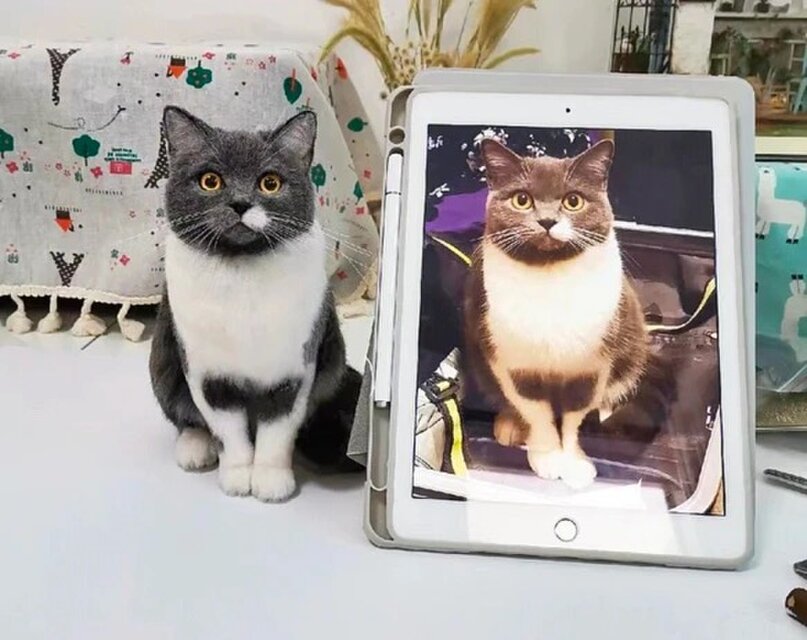 オーダーメイド ペット】 猫 ぬいぐるみ リアル オーダーメイド