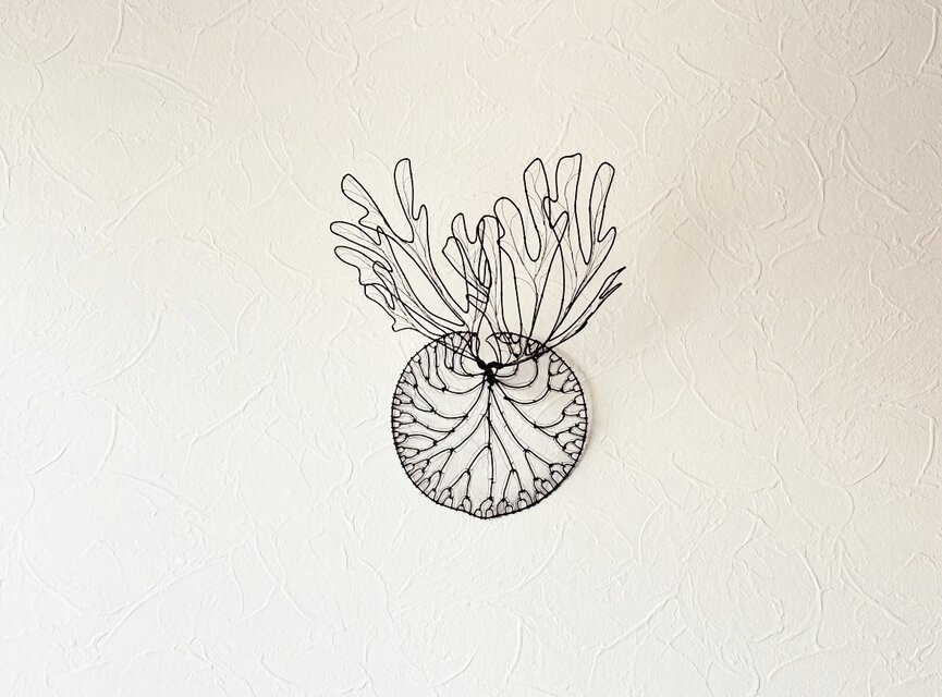 ビカクシダ　リドレイ