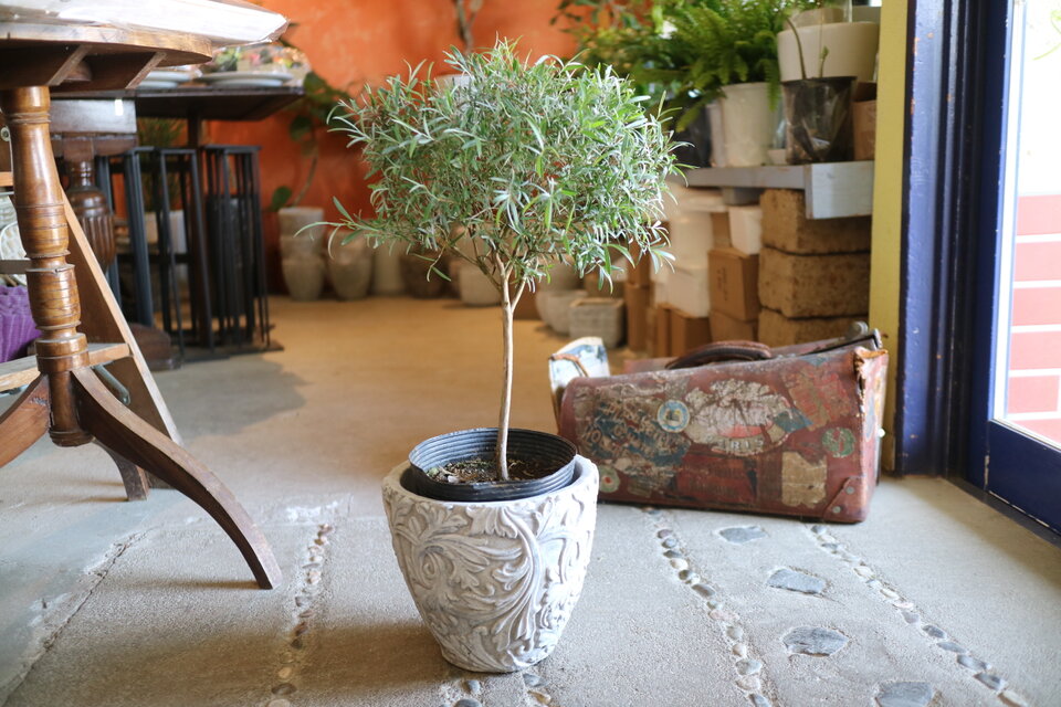 ちょっと大きな シルバーティーツリー 　トピアリー　シルバーリーフ　アンティーク風鉢付き