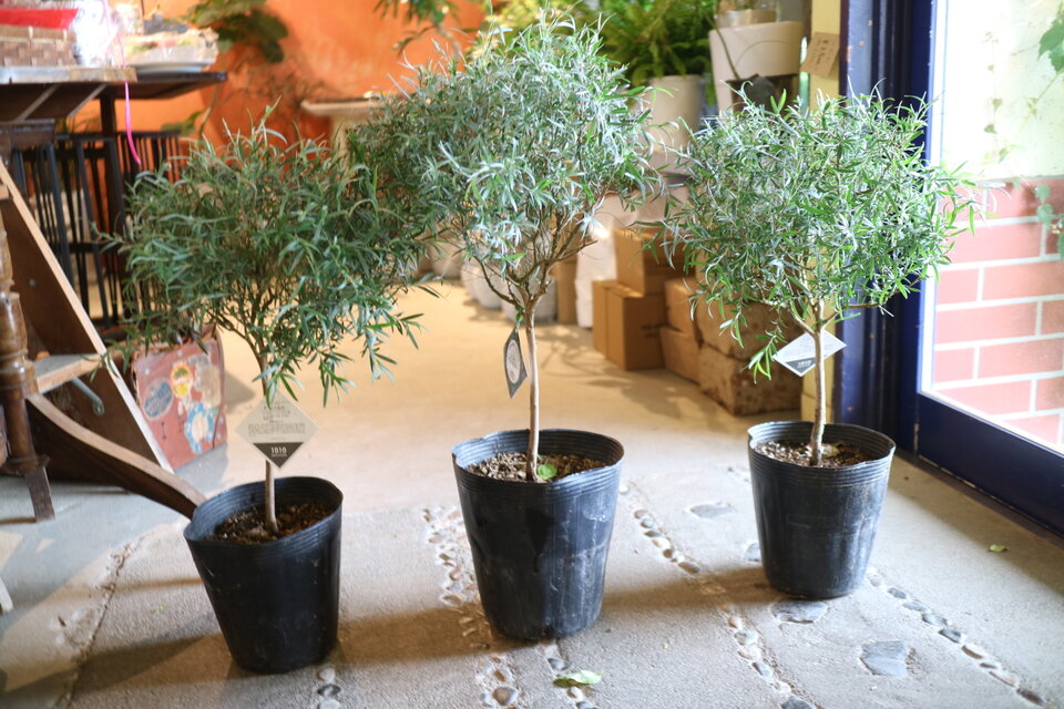 ちょっと大きな シルバーティーツリー トピアリー シルバーリーフ