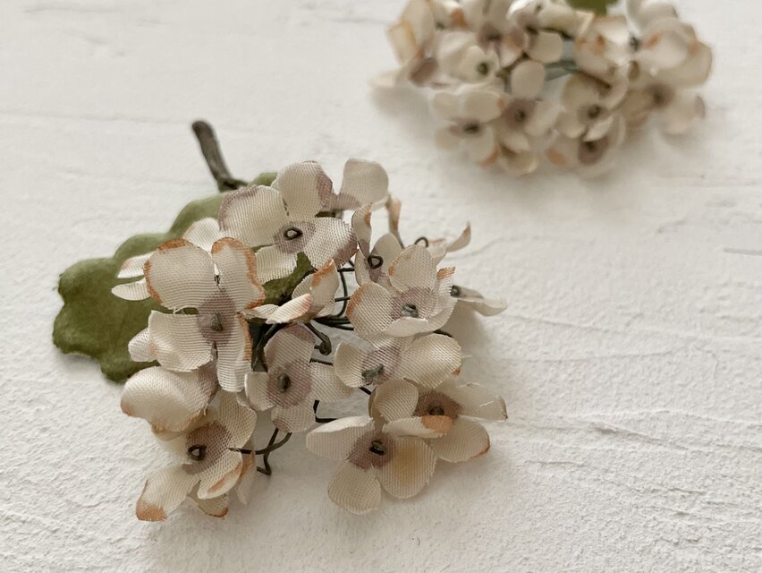 『白あじさい』　茎長