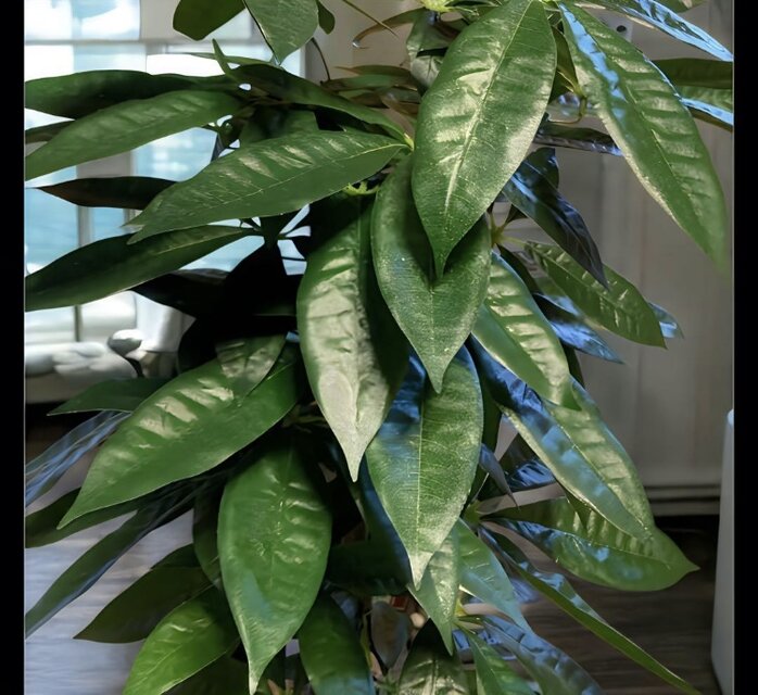光触媒 人工観葉植物 ウォールグリーン フェイクグリーン スリムパキラ