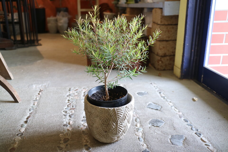 ちっちゃな♡ティーツリー　＜スノーインサマー＞ハーブ　　鉢付　