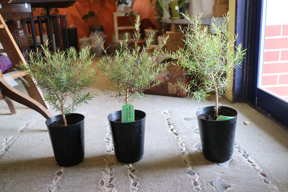 ちっちゃな♡ティーツリー ＜スノーインサマー＞ハーブ 鉢付 | iichi