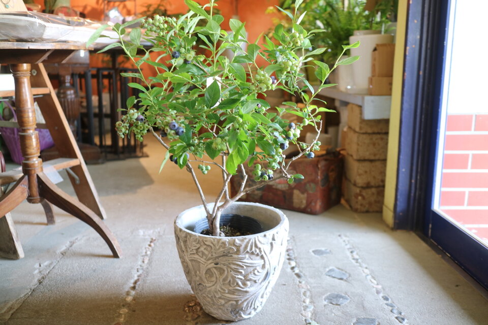 現物　実がいっぱい♡ 大きなブルーベリーの木　＜オニール＞