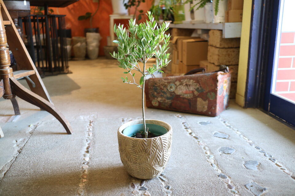 ちっちゃな オリーブの木 ＜チプレッシーノ＞とうさぎさん アンティーク風鉢付