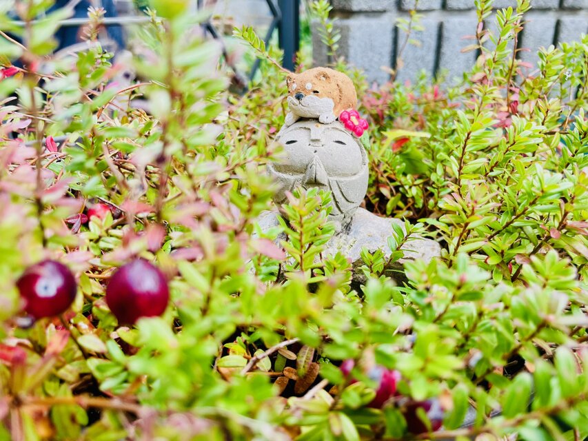 【new】日本の仔犬とお地蔵さま