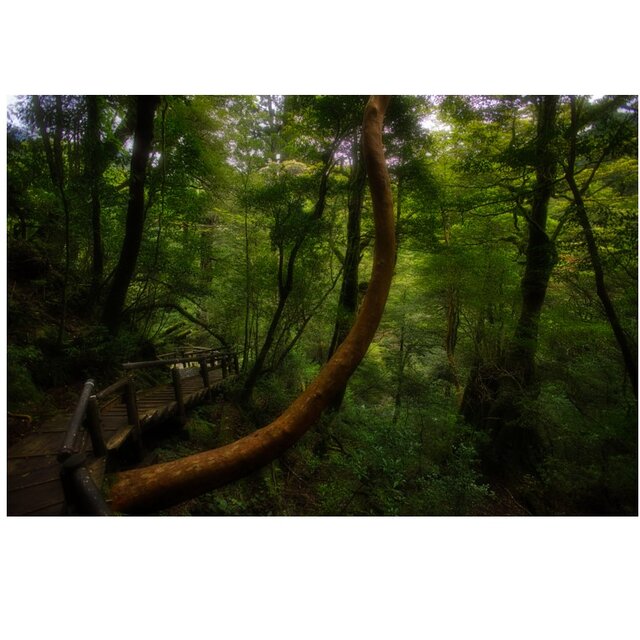 屋久島 魅入られる幻想の森 [5] 【風景写真・ポスターアート インテリア】