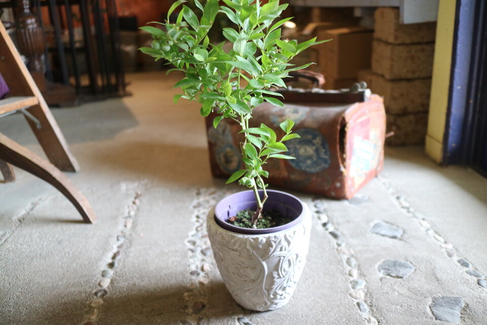 実がいっぱい♡ キュートな！ ブルーベリーの木 ＜ピロシキー＞　鉢付