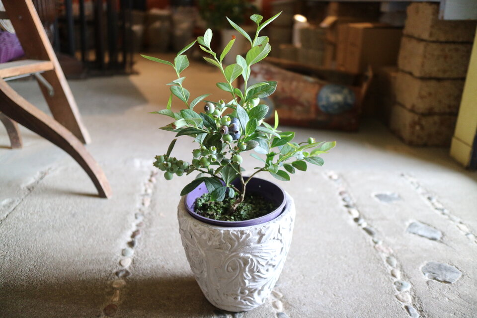 実がいっぱい♡ キュートな！ ブルーベリーの木 ＜ミスティー＞　鉢付　