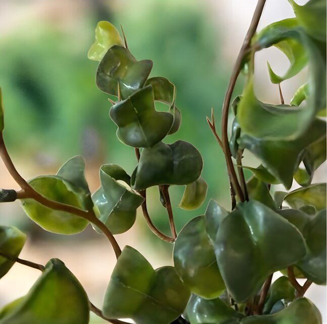 光触媒 人工観葉植物 ウォールグリーン フェイクグリーン ベンジャミン 