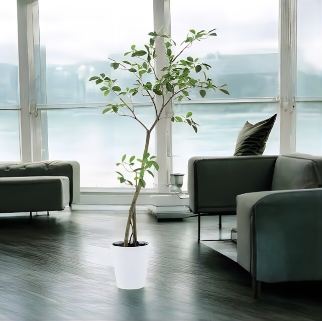 光触媒　人工観葉植物　ウォールグリーン　フェイクグリーン　ガジュマル150FST 光触媒 人工観葉植物 ウォールグリーン フェイクグリーン ガジュマル
